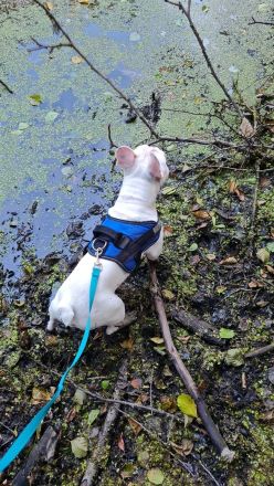Französische Bulldogge