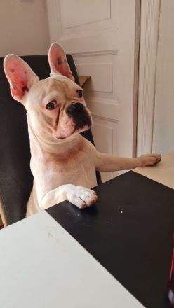 Französische Bulldogge