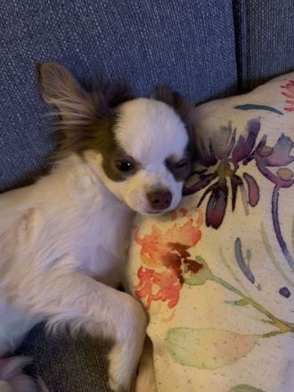 Sehr lieber Chihuahua Rüde