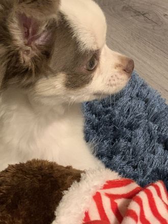 Sehr lieber Chihuahua Rüde