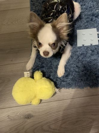 Sehr lieber Chihuahua Rüde