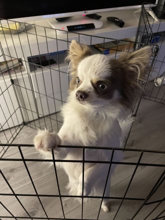 Sehr lieber Chihuahua Rüde