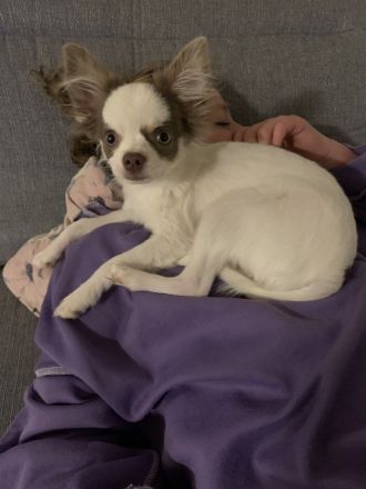 Sehr lieber Chihuahua Rüde