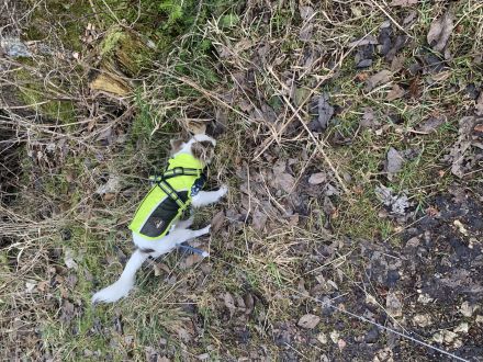 Sehr lieber Chihuahua Rüde