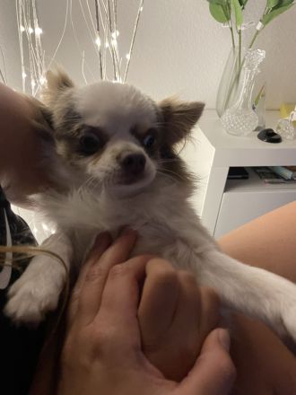 Sehr lieber Chihuahua Rüde