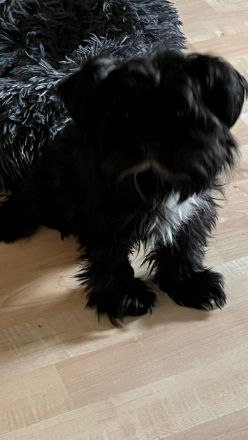 Süße Welpe suchen liebesvolles Zuhause