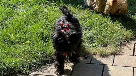 Süße Welpe suchen liebesvolles Zuhause