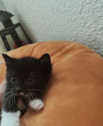 Mixkitten suchen neuen Kuschelplatz