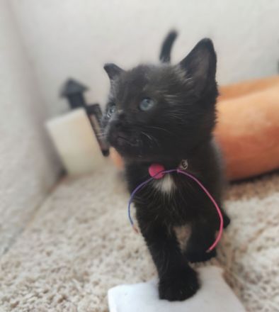 Mixkitten suchen neuen Kuschelplatz