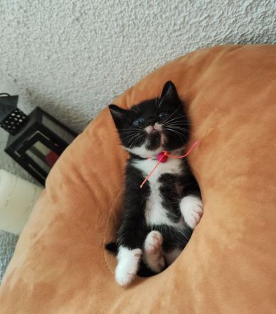 Mixkitten suchen neuen Kuschelplatz