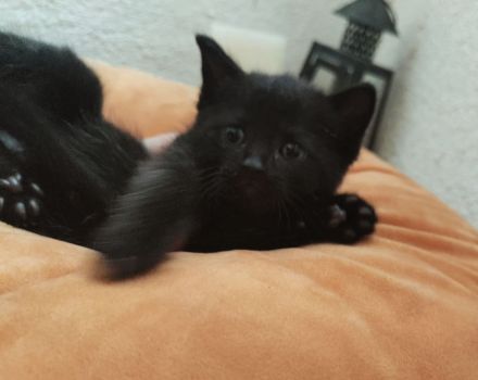 Mixkitten suchen neuen Kuschelplatz