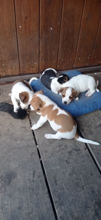 Jack Russel Welpen