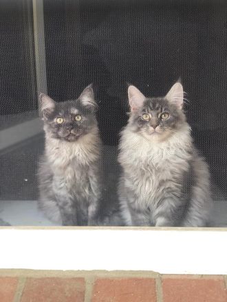 Maine Coon Kater zu verkaufen