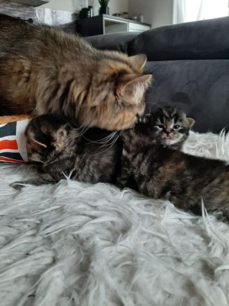 Süße veeschmuste Perser Katzenbabies!