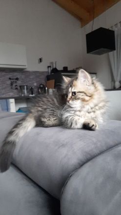 Süße veeschmuste Perser Katzenbabies!