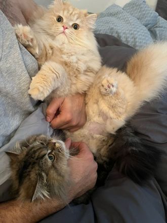 Süße veeschmuste Perser Katzenbabies!