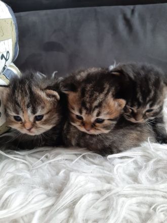 Süße veeschmuste Perser Katzenbabies!