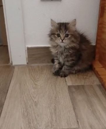 Süße veeschmuste Perser Katzenbabies!