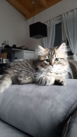 Süße veeschmuste Perser Katzenbabies!