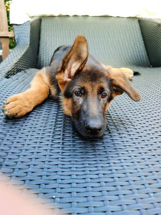 Schäferhund Welpe Rüde Reinrassig geeimpft 14 Wochen jung kerngesund 1000€