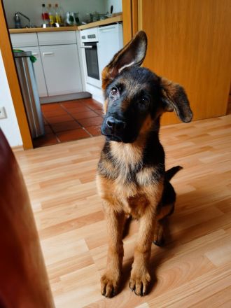 Schäferhund Welpe Rüde Reinrassig geeimpft 14 Wochen jung kerngesund 1000€