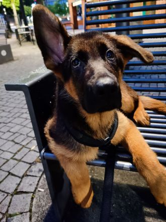 Schäferhund Welpe Rüde Reinrassig geeimpft 14 Wochen jung kerngesund 1000€