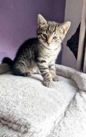 3 süße Kätzchen  suchen noch