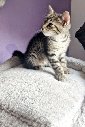 3 süße Kätzchen  suchen noch