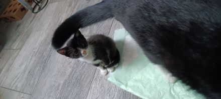 Süße Kitten suchen ein Zuhause
