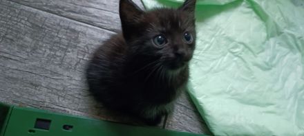 Süße Kitten suchen ein Zuhause