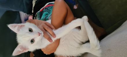 Babykätzchen 14+4 Wochen alt