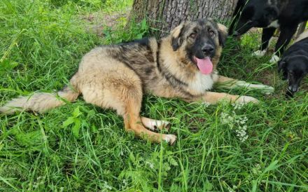 Elin sucht noch ihr Körbchen