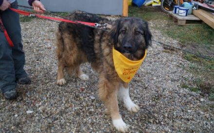 Elin sucht noch ihr Körbchen