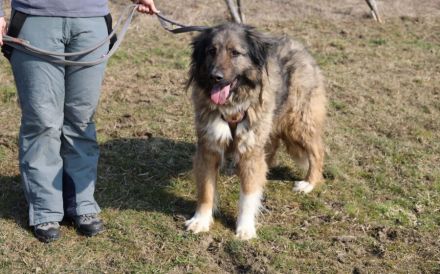 Elin sucht noch ihr Körbchen