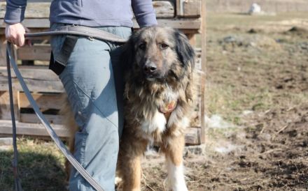 Elin sucht noch ihr Körbchen