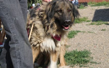 Elin sucht noch ihr Körbchen