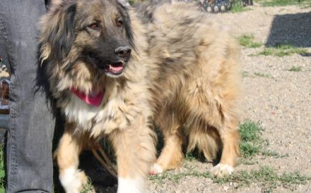 Elin sucht noch ihr Körbchen