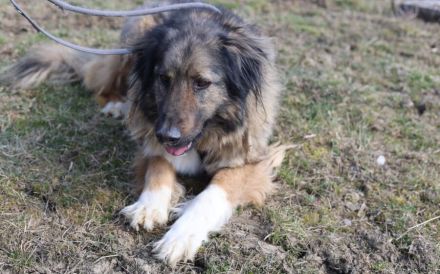 Elin sucht noch ihr Körbchen