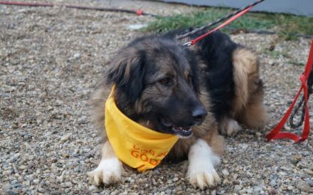 Elin sucht noch ihr Körbchen