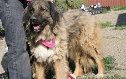 Elin sucht noch ihr Körbchen