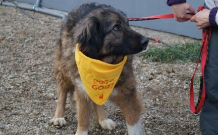 Elin sucht noch ihr Körbchen