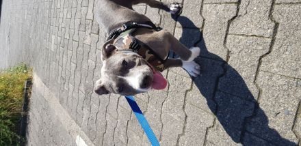 American Bully Blueliner Welpe