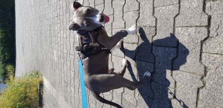 American Bully Blueliner Welpe