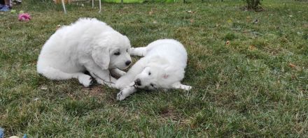 Podhalaner Herdenschutzhund