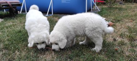 Podhalaner Herdenschutzhund