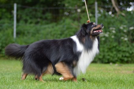 Hundemmma`s