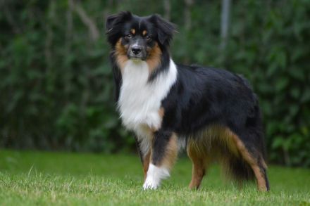 Hundemmma`s
