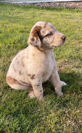 Labrador Australian Shepherd Welpen Aussiedor