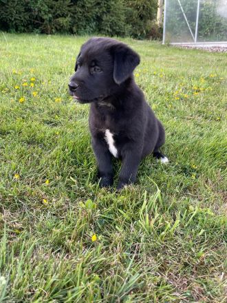Labrador Australian Shepherd Welpen Aussiedor
