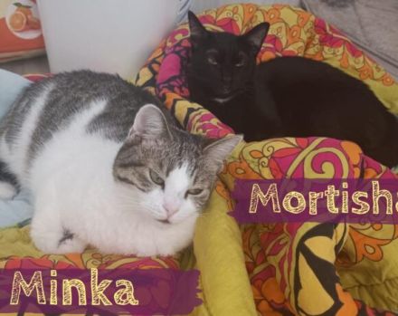 Schenkst du Minka & Mortisha ein Zuhause?